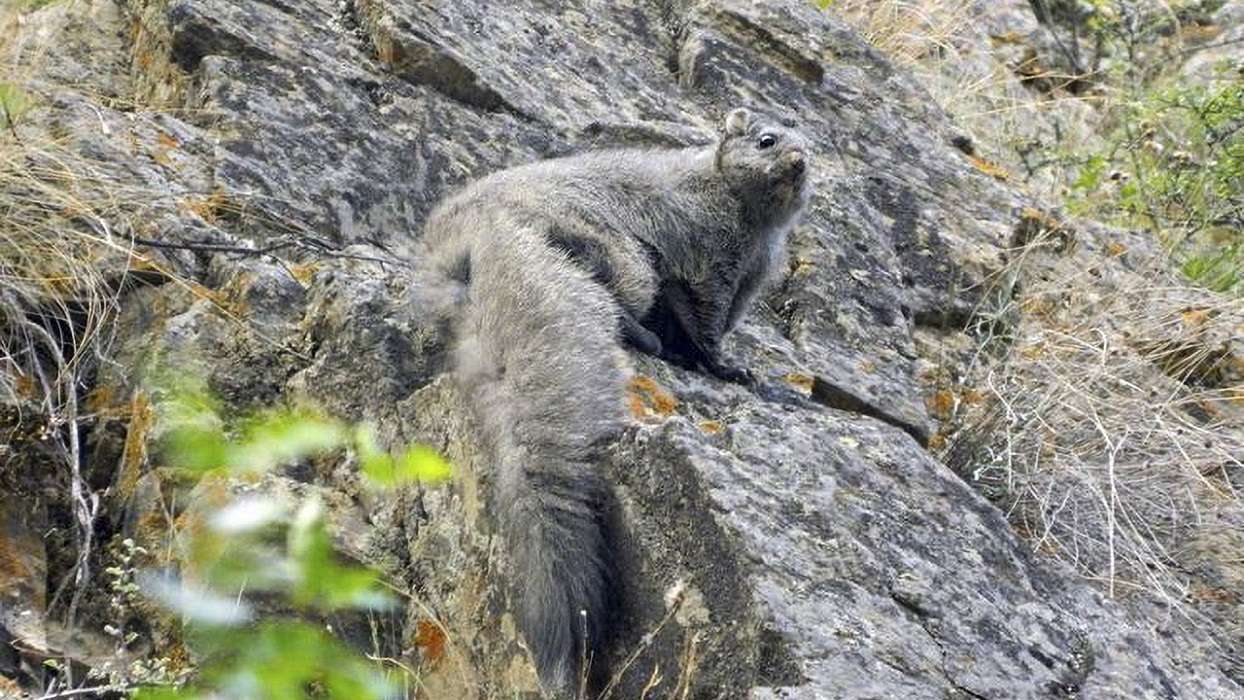 Hallan en el Himalaya dos nuevas especies de ardilla voladora