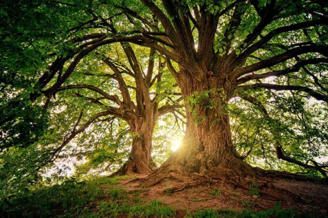 Curiosidad natural: los árboles pueden comunicarse entre ellos