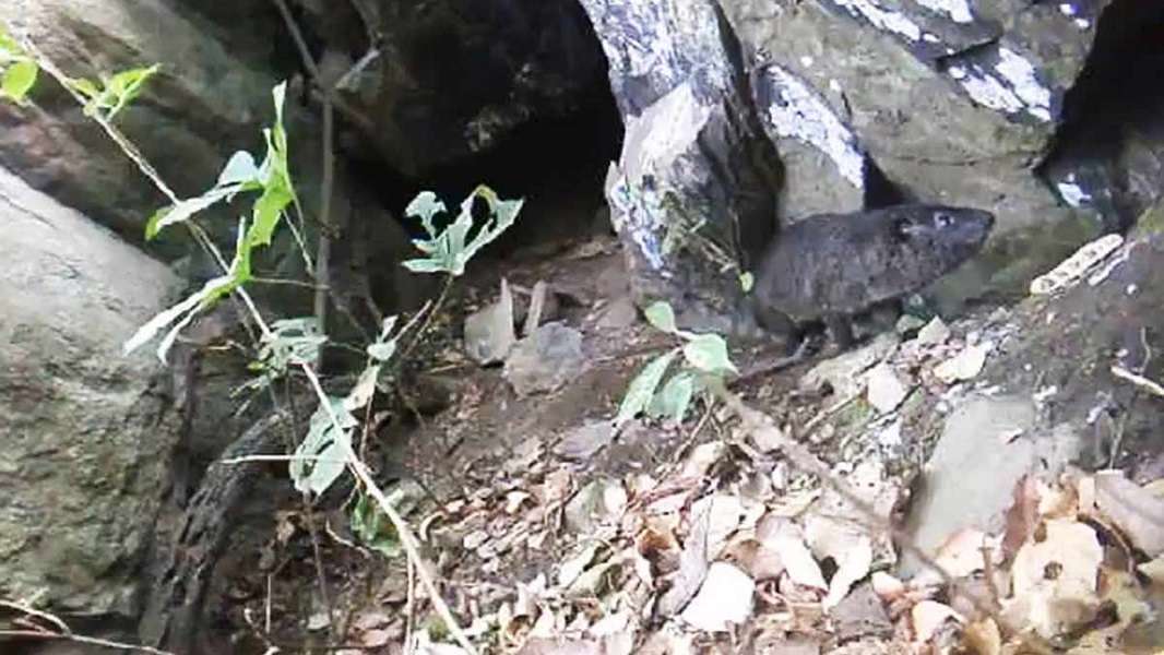 Especie de mamífero es descubierta en África gracias a su ladrido chillón