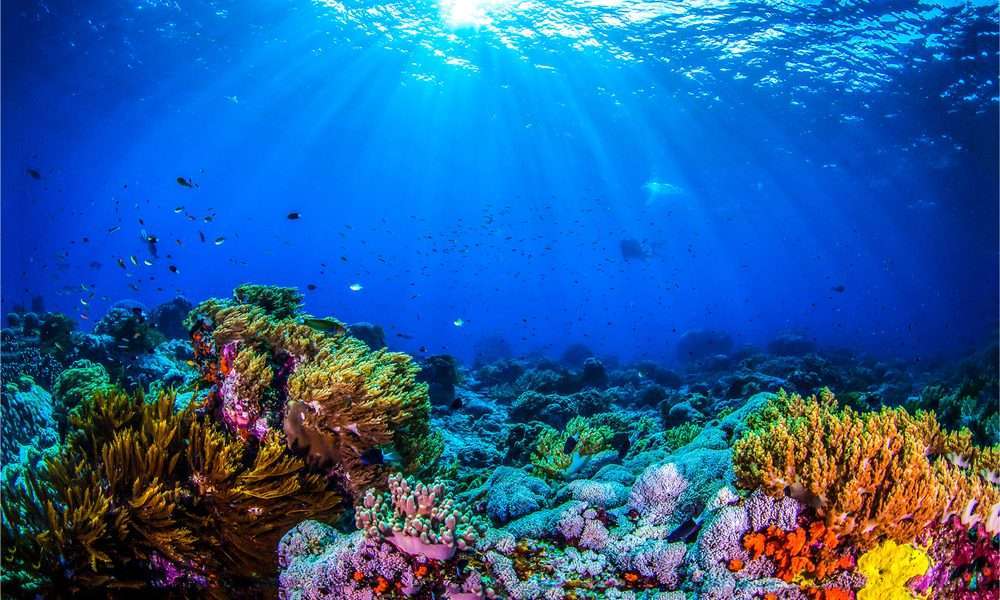 8 de junio: Día Mundial de los Océanos