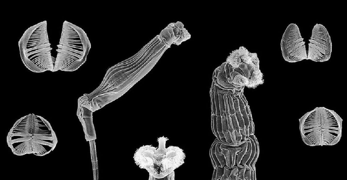 Rotíferos: descubre la sorprendente vida de estos diminutos animales