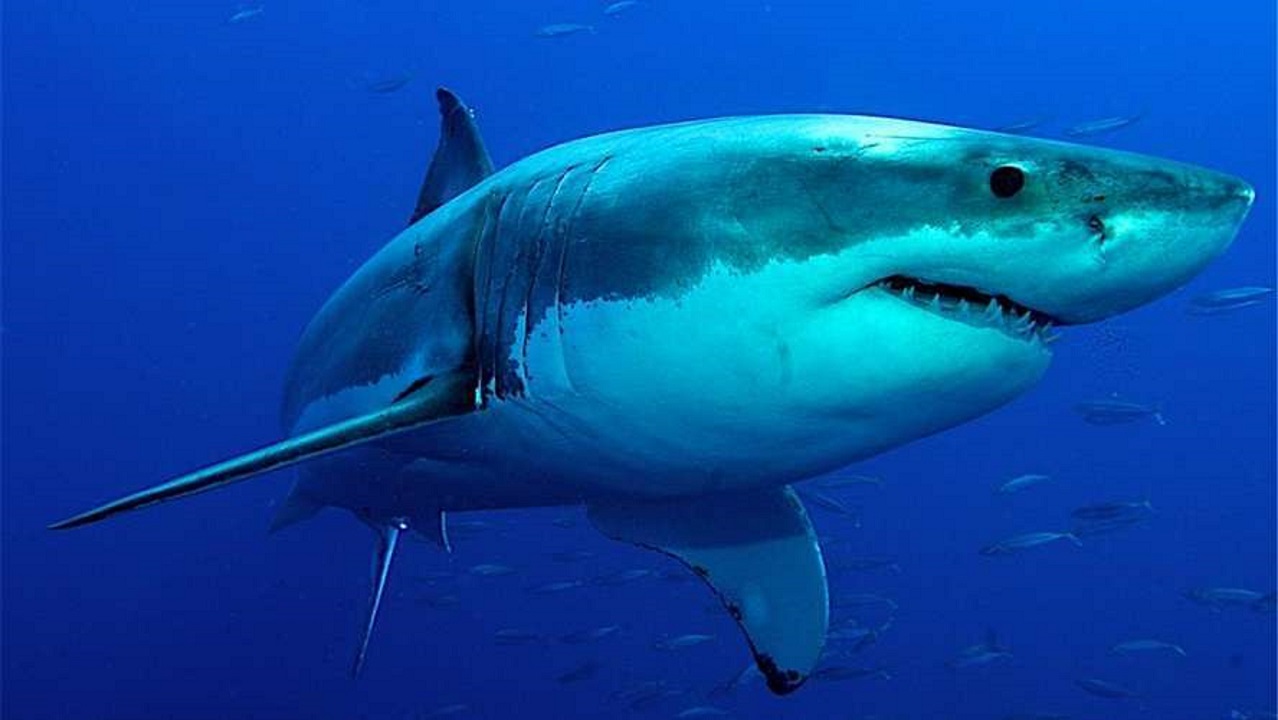 Estudio revela disminución abrupta de tiburones hace 19 millones de años