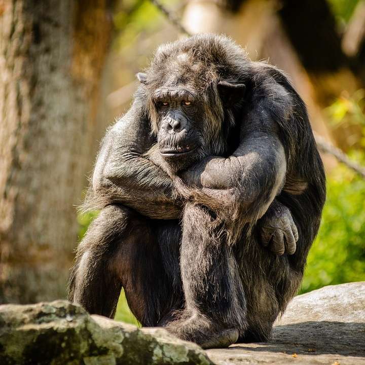 Los chimpancés pueden enseñarnos algo sobre envejecimiento saludable