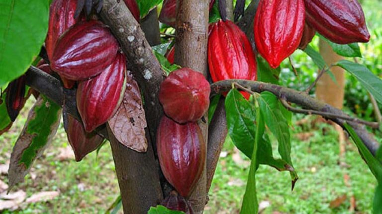 El cacao: curiosidades que desconocías sobre su descubrimiento