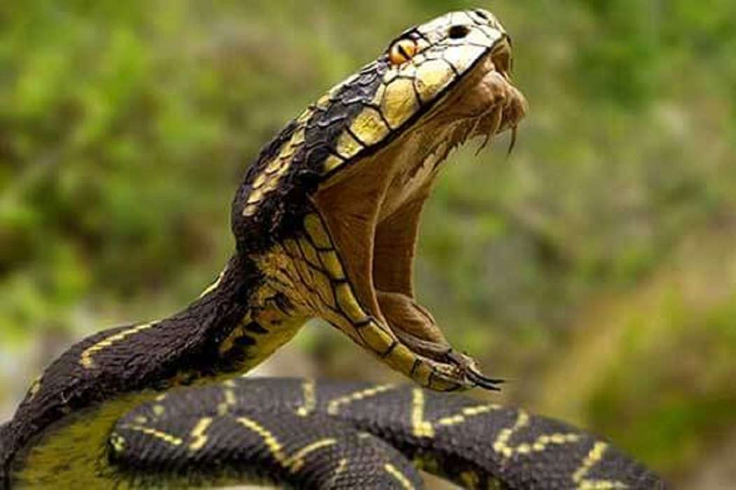 Conoce todo sobre las mordeduras de animales y sus tratamientos