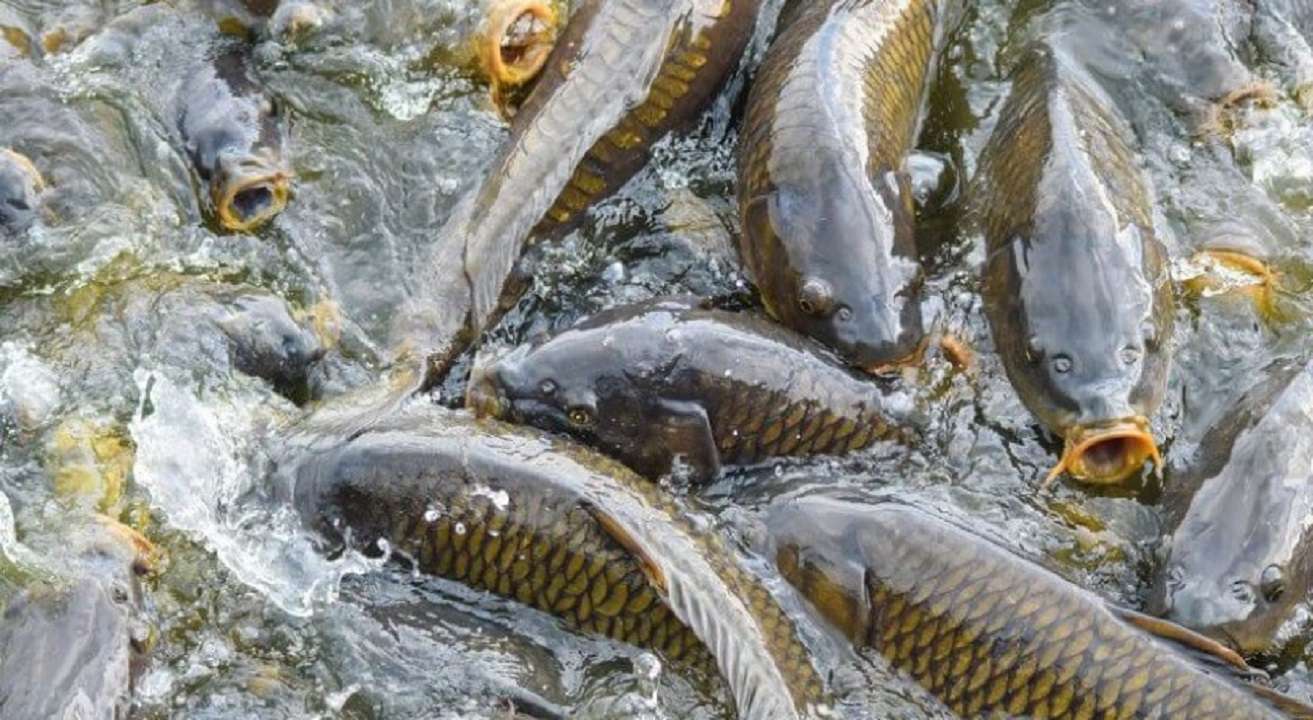 Enemigo a la vista: qué son las especies invasoras