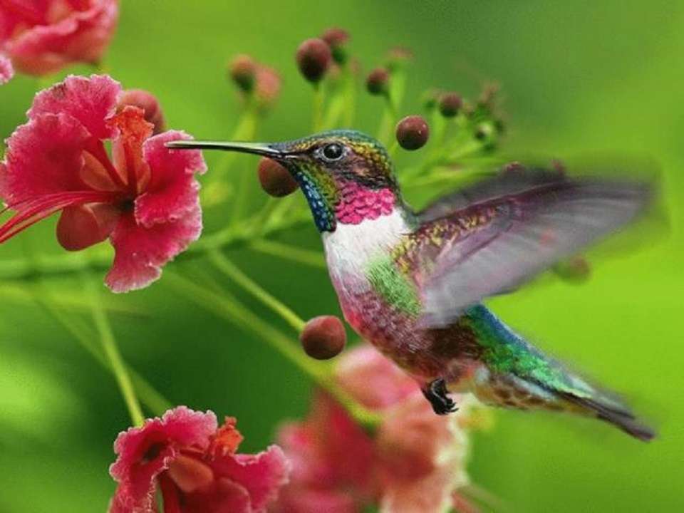 Colibríes: conoce por qué las hembras se "disfrazan" de machos