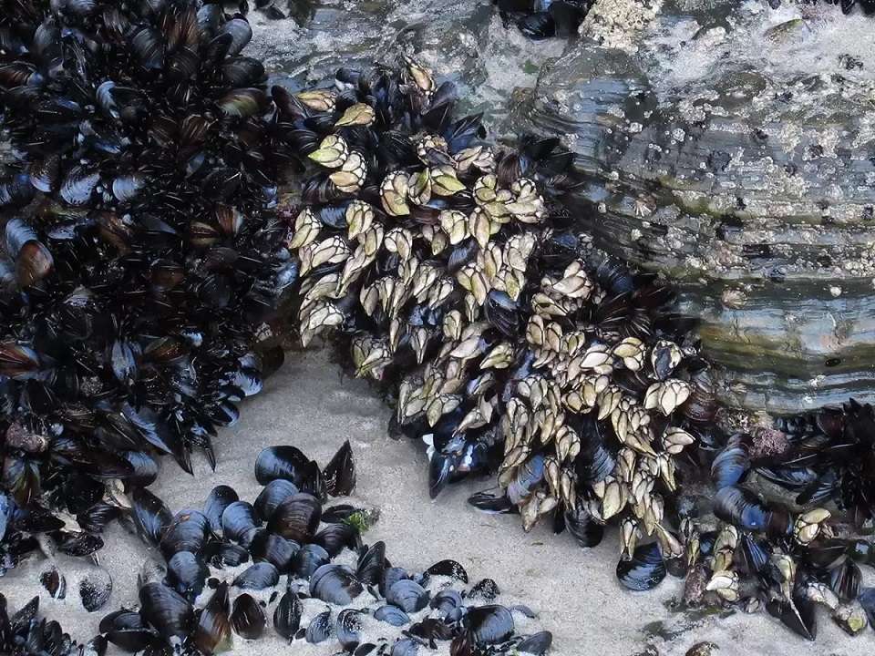 ¡Alerta! Mover las piedras de su sitio daña el ecosistema de las playas