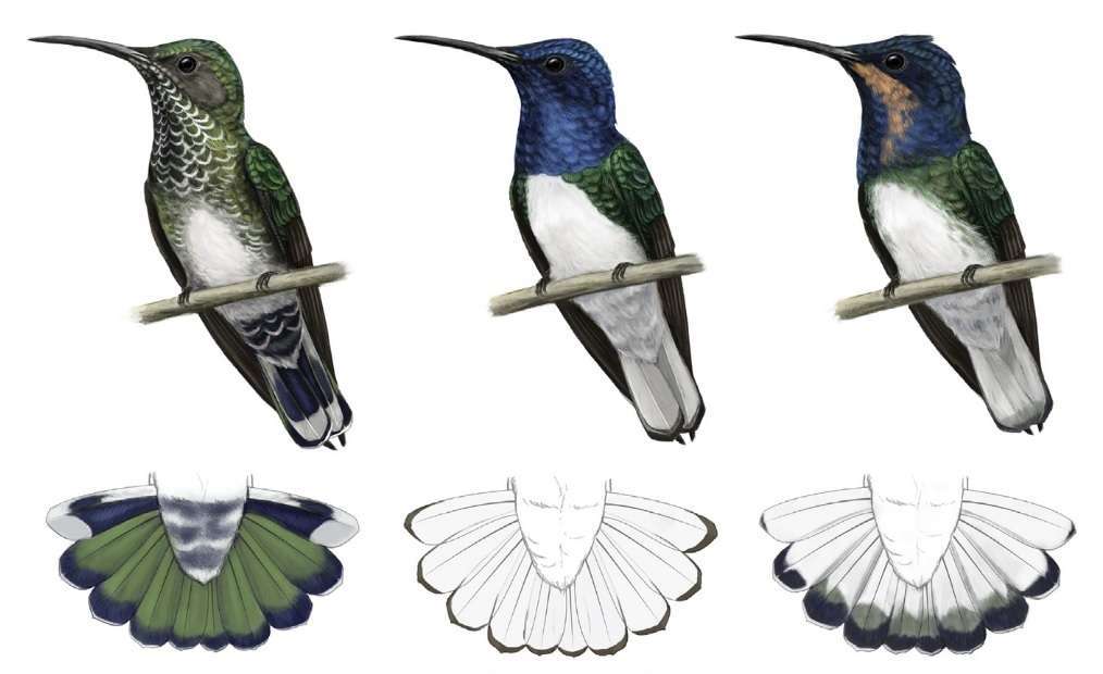 Colibríes