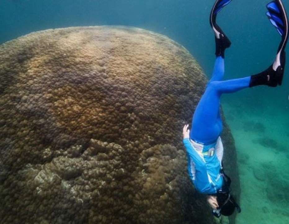 El coral más grande hallado en la Gran Barrera australiana