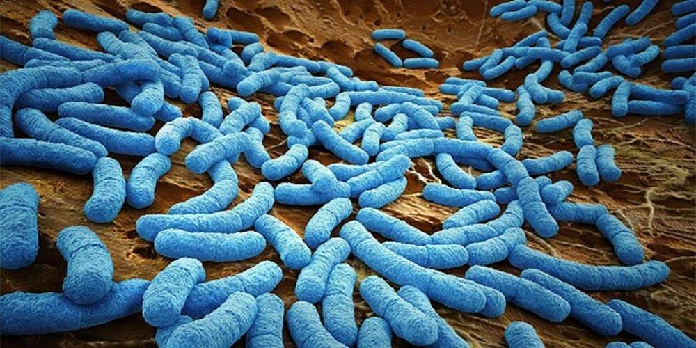 Microorganismos