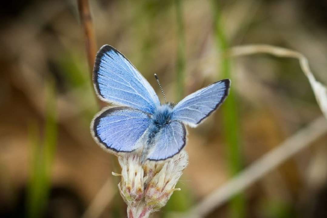 El ADN de la mariposa Xerces azul confirma su extinción por humanos