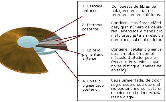 El color de los ojos: ¿Qué determina la diferencia entre nuestras miradas?