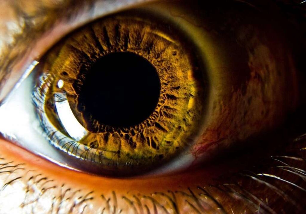 El color de los ojos: ¿Qué determina la diferencia entre nuestras miradas?