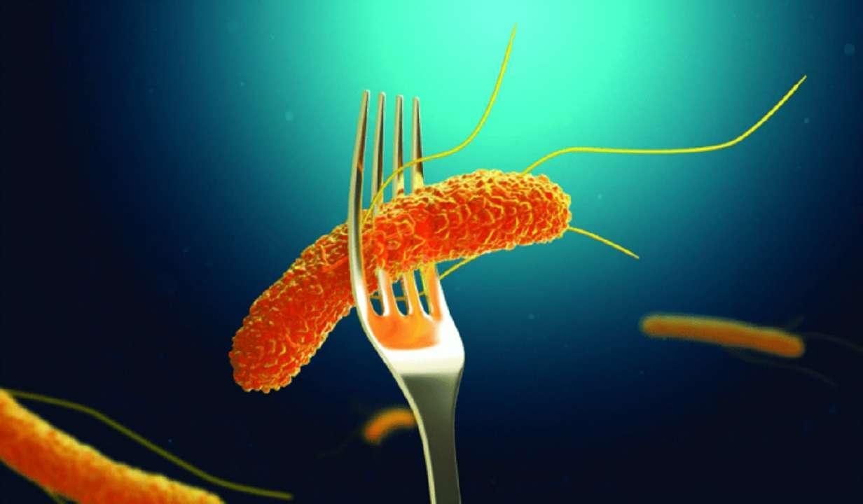 Salmonela: sigue estos prácticos consejos y evita la salmonelosis