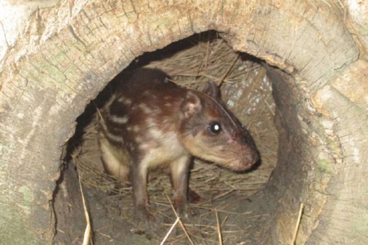 Lapa de Montaña: conoce este roedor de la fauna venezolana