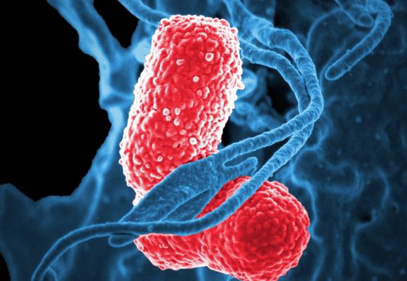 Bacterias
