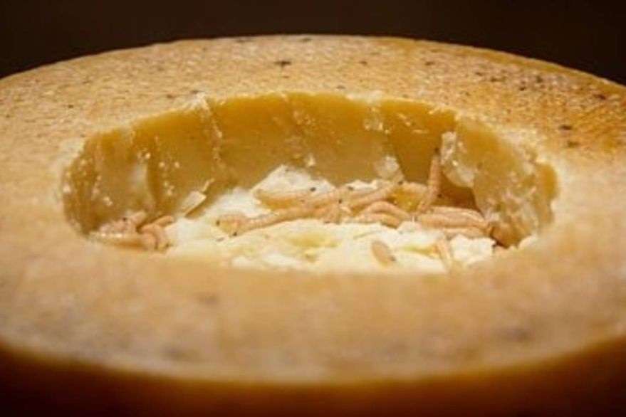 Casu marzu