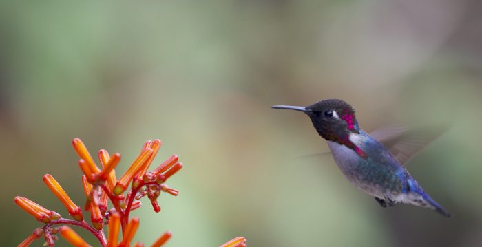 Evolución: Desventajas que son ventajas