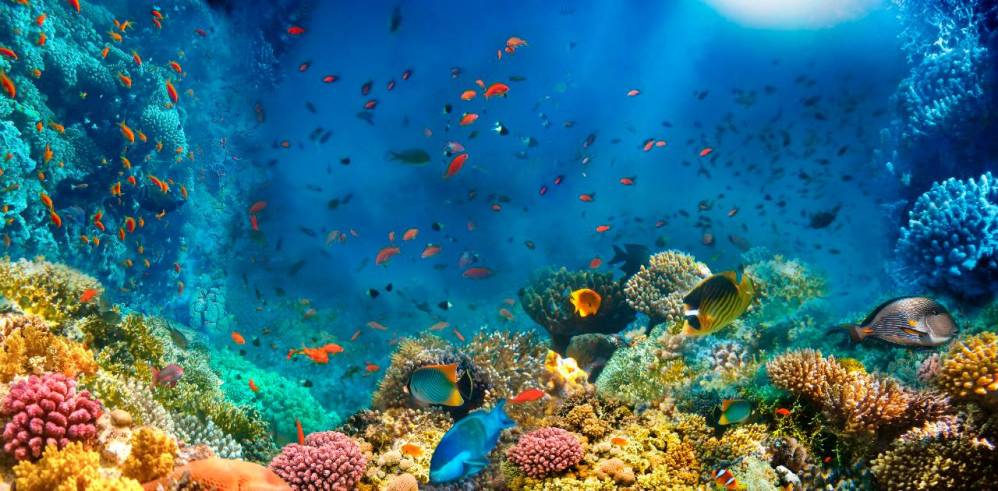 Evolución: Desventajas que son ventajas