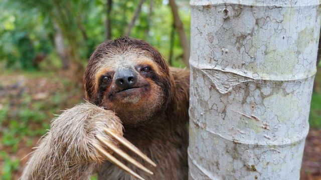 Evolución animal