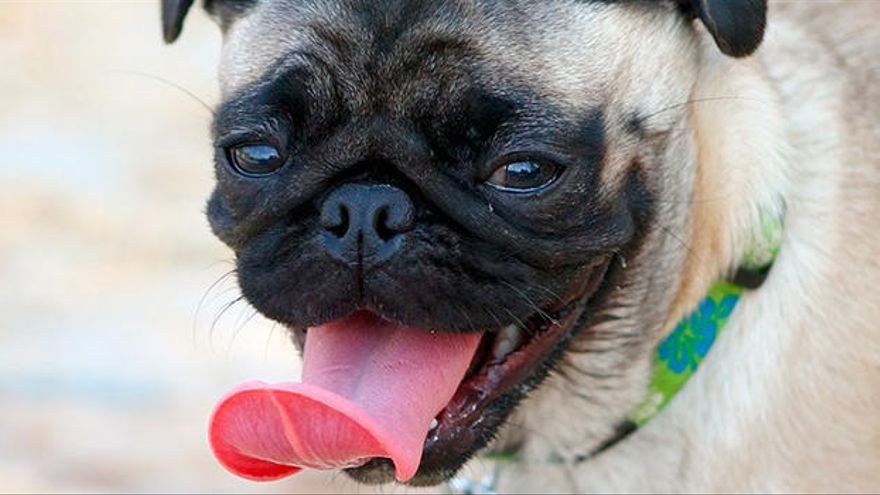 Aspectos generales de los perros