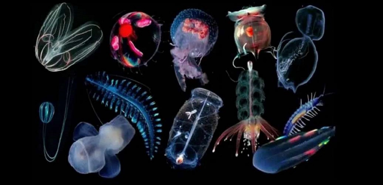 El plancton: conoce el asombroso mundo microscópico al detalle