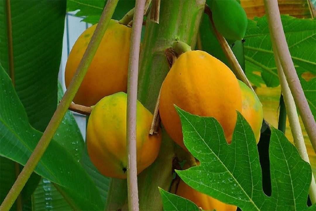Hojas de lechosa: conoce los beneficios para la salud