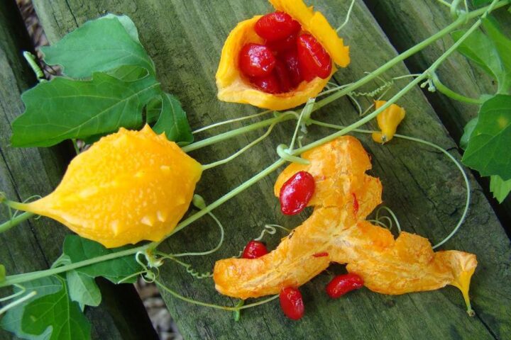 Cundeamor: conoce para qué sirve y cómo usarlo