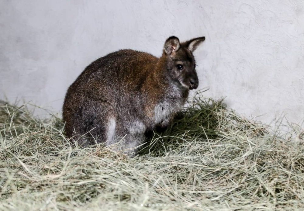 Zoológico de Caricuao