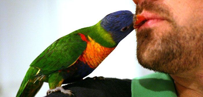 ¿Las mascotas se "enamoran" de sus dueños?