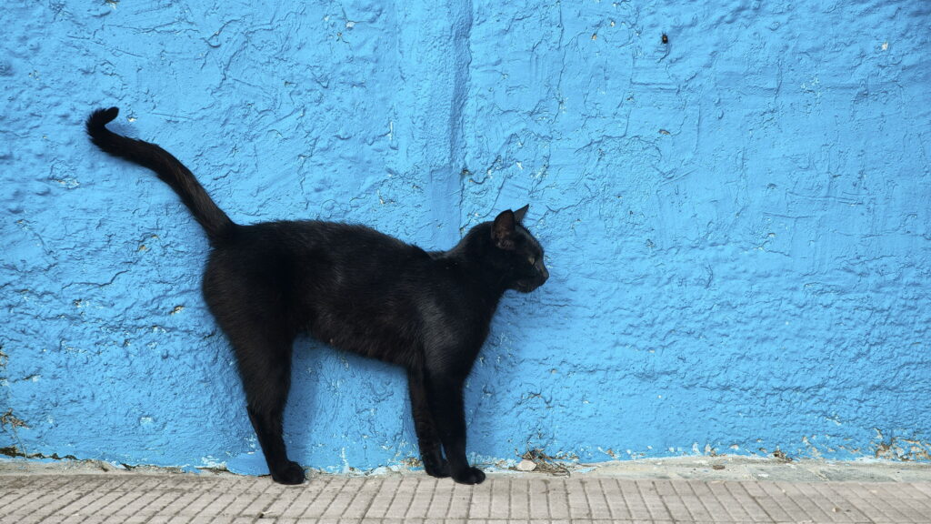 Supersticiones contra ciencia: ¿Qué son?