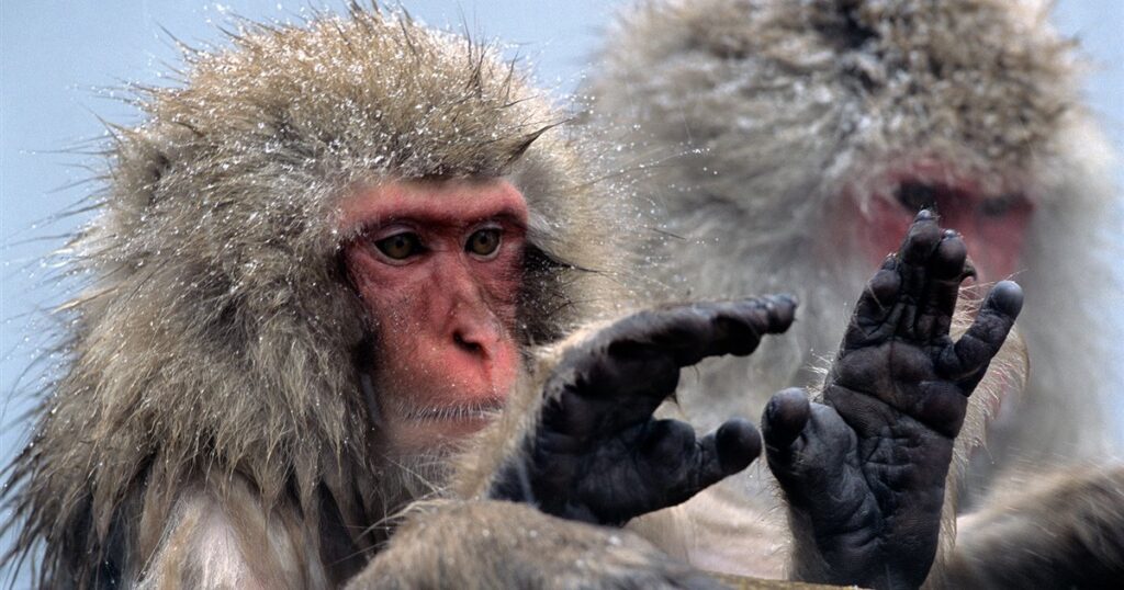 Homosexualidad entre animales