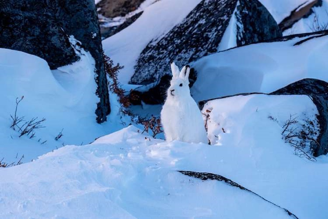 Liebre ártica recorrió trescientos ochenta y ocho kilómetros antes de morir