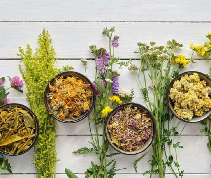 Plantas medicinales