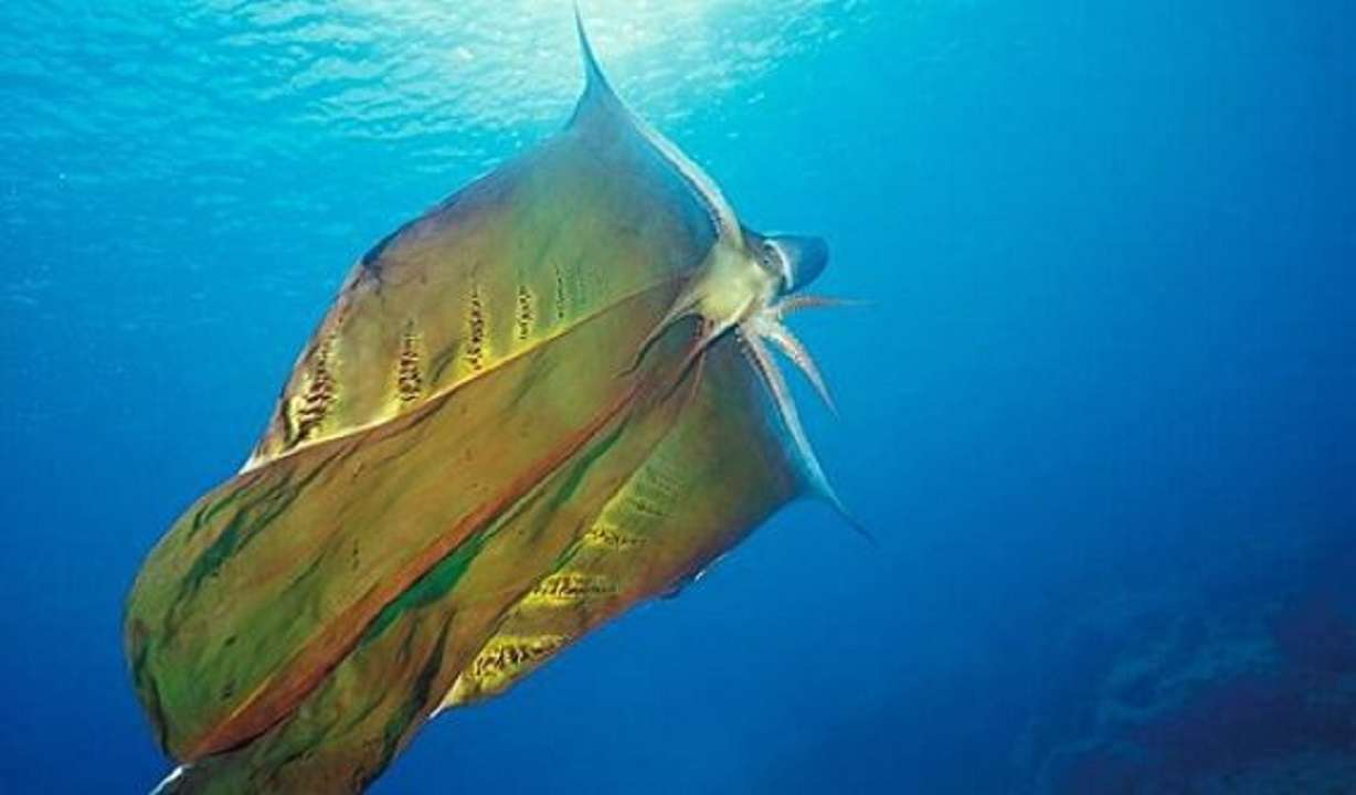 Pulpo manta: bióloga capta su increible belleza en vídeo
