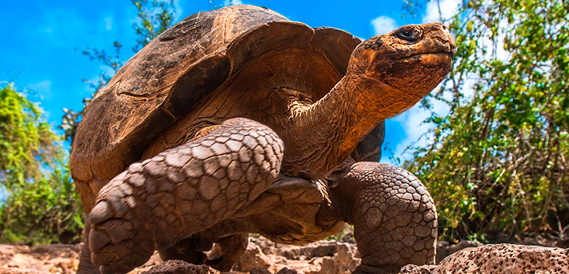Nuevos virus en tortugas galápagos
