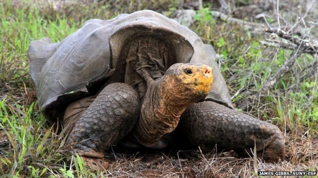 Tortuga galápago