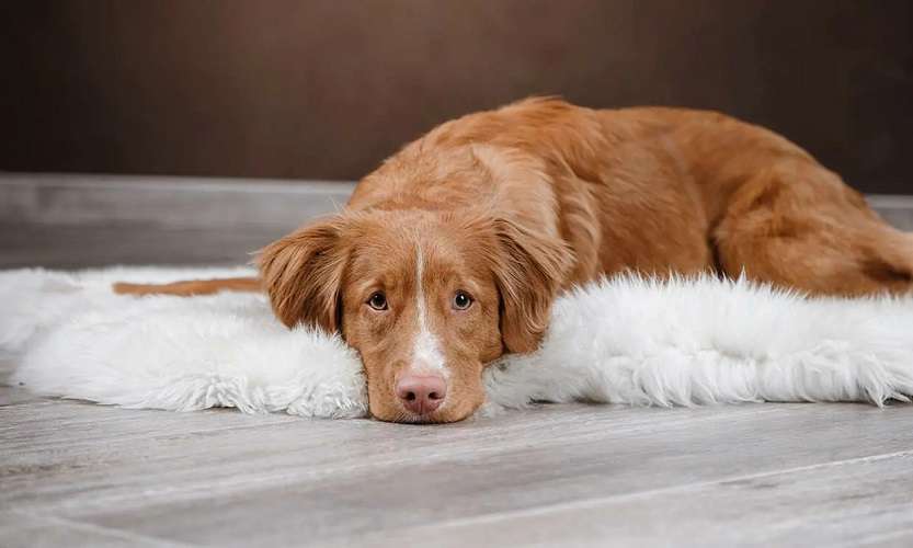 Depresión en los perros