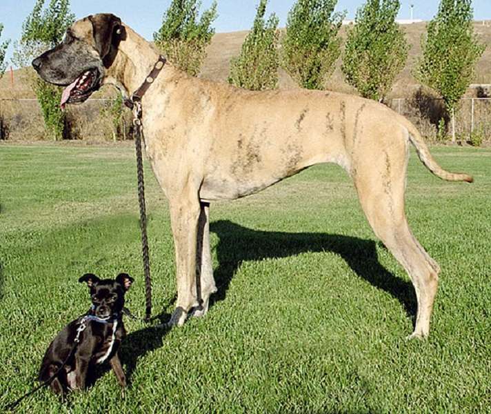 los perros