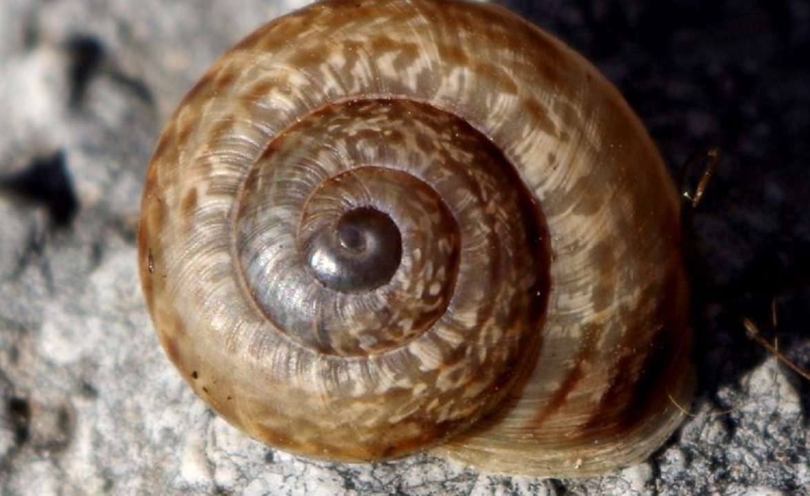 Caracoles terrestres tan pequeños como un grano de arena son hallados