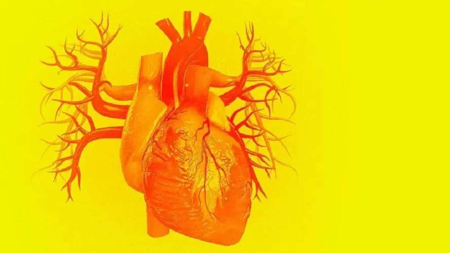 el corazón