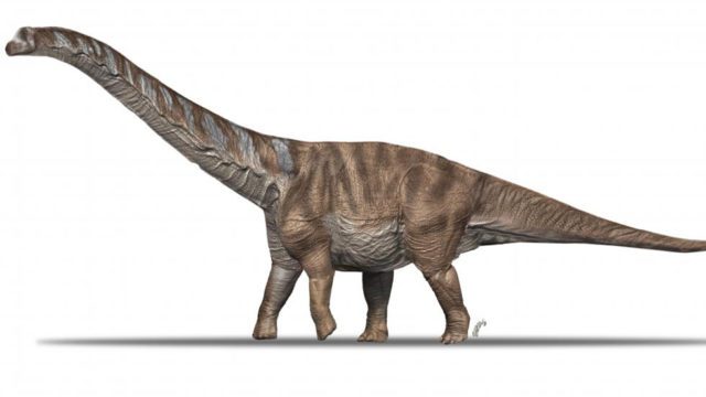 Restos de dinosaurio español