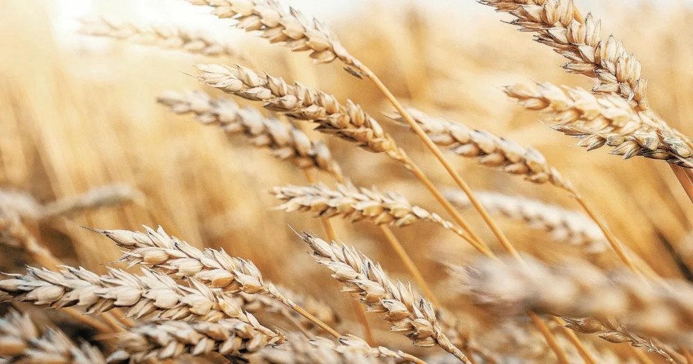 Rechazan aumento de precios en productos derivados del trigo