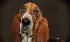 Tu perro te mira fijamente ¿Qué significa este comportamiento?