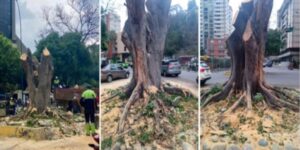 MP investiga a Fospuca y la Alcaldía de Baruta por tala de árboles