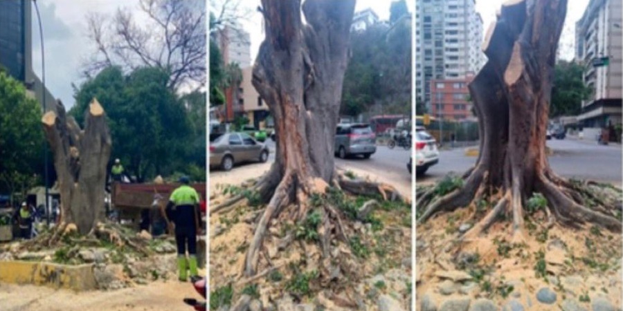 MP investiga a Fospuca y la Alcaldía de Baruta por tala de árboles