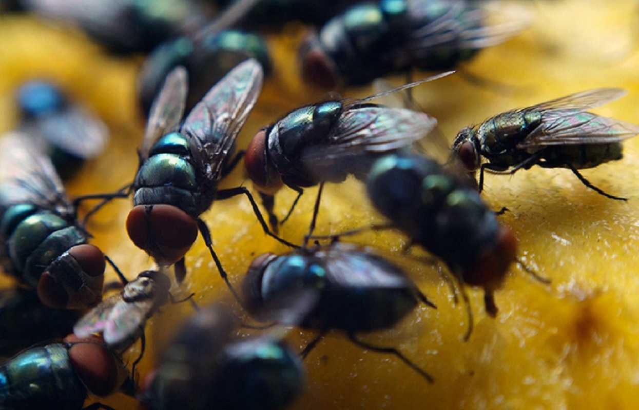 Las moscas y su importante rol para el ecosistema