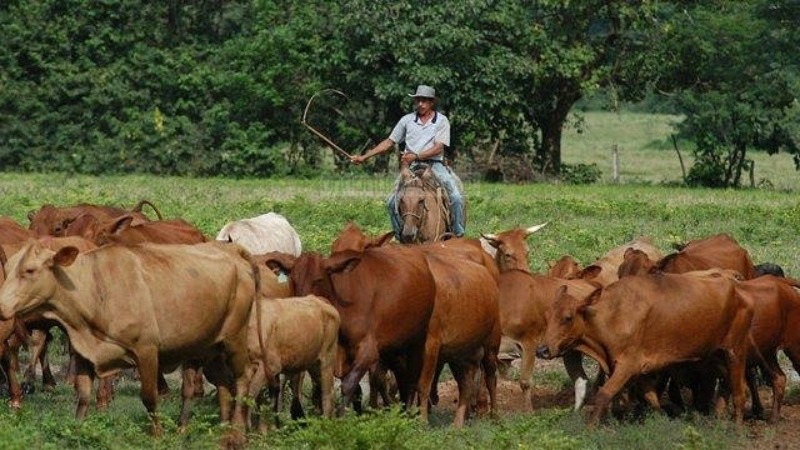 Por falta de gasolina se dañarían 8 toneladas de queso y carne en Falcón