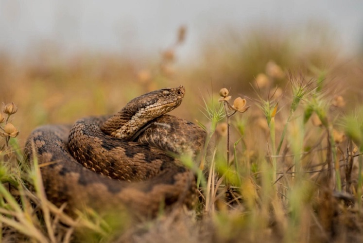 reptiles serpenteantes